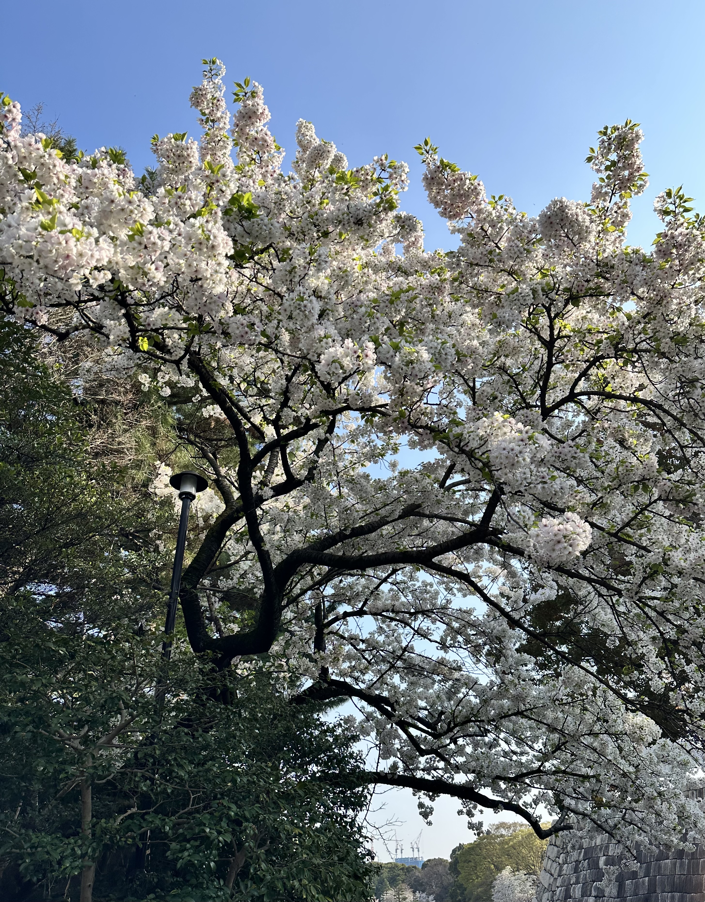 皇居の桜